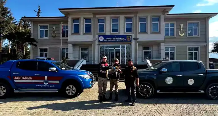 Jandarma Yaralı Tilkiyi Kurtardı!